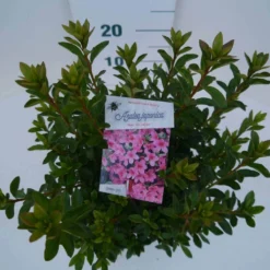 Japanse Azalea (Rhododendron 'Madame Van Hecke') 17 Japanse Azalea (Rhododendron 'Madame Van Hecke') -Aanbiedingen Tuin Ziel Winkel mad. van hecke c2 boven