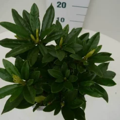 Rhododendron (Rhododendron 'Madame Masson') -Aanbiedingen Tuin Ziel Winkel madamme masson c2 boven