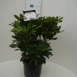 Rhododendron (Rhododendron 'Madame Masson') -Aanbiedingen Tuin Ziel Winkel madamme masson c7.5 voor 1