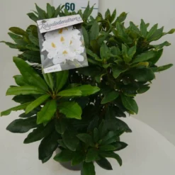 Rhododendron (Rhododendron 'Madame Masson') -Aanbiedingen Tuin Ziel Winkel madamme masson c7.5 zij