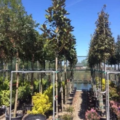 Beverboom (Magnolia Grandiflora 'Gallissoniere') -Aanbiedingen Tuin Ziel Winkel magnolia grandiflora 10 12