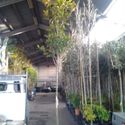 Beverboom (Magnolia Grandiflora 'Gallissoniere') -Aanbiedingen Tuin Ziel Winkel magnolia grandiflora 1 1