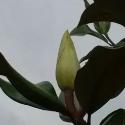 Magnolia (Magnolia Grandiflora 'Gallissoniere') 16 Magnolia (Magnolia Grandiflora 'Gallissoniere') -Aanbiedingen Tuin Ziel Winkel magnolia grandiflora 2