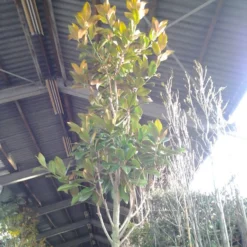 Beverboom (Magnolia Grandiflora 'Gallissoniere') -Aanbiedingen Tuin Ziel Winkel magnolia grandiflora 2 1