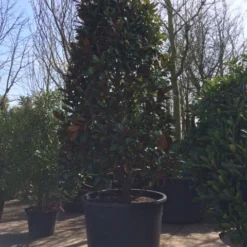 Magnolia (Magnolia Grandiflora 'Gallissoniere') 25 Magnolia (Magnolia Grandiflora 'Gallissoniere') -Aanbiedingen Tuin Ziel Winkel magnolia grandiflora 350 400 extra breed