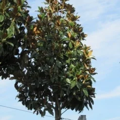 Beverboom (Magnolia Grandiflora 'Gallissoniere') -Aanbiedingen Tuin Ziel Winkel magnolia grandiflora galissoniere