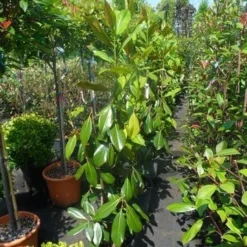 Magnolia (Magnolia Grandiflora 'Gallissoniere') 19 Magnolia (Magnolia Grandiflora 'Gallissoniere') -Aanbiedingen Tuin Ziel Winkel magnolia grandiflora gallisoniere 100 125