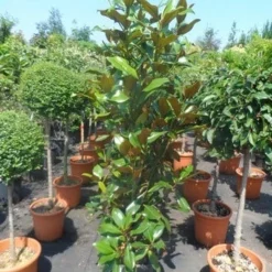 Magnolia (Magnolia Grandiflora 'Gallissoniere') 20 Magnolia (Magnolia Grandiflora 'Gallissoniere') -Aanbiedingen Tuin Ziel Winkel magnolia grandiflora gallisoniere 125 150 175 cont. 1
