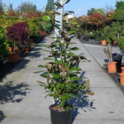 Magnolia (Magnolia Grandiflora 'Gallissoniere') 21 Magnolia (Magnolia Grandiflora 'Gallissoniere') -Aanbiedingen Tuin Ziel Winkel magnolia grandiflora gallisoniere 125 150 c25