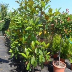 Magnolia (Magnolia Grandiflora 'Gallissoniere') 22 Magnolia (Magnolia Grandiflora 'Gallissoniere') -Aanbiedingen Tuin Ziel Winkel magnolia grandiflora gallisoniere 150 175 200 cont