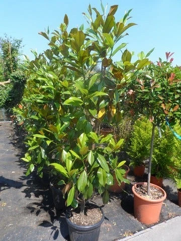 Magnolia (Magnolia Grandiflora 'Gallissoniere') 9 Magnolia (Magnolia Grandiflora 'Gallissoniere') - Afbeelding 9