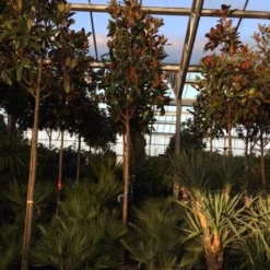 Beverboom (Magnolia Grandiflora 'Gallissoniere') -Aanbiedingen Tuin Ziel Winkel magnolia grandiflora gallisoniere 16 18ho cont