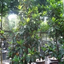 Magnolia (Magnolia Grandiflora 'Gallissoniere') 23 Magnolia (Magnolia Grandiflora 'Gallissoniere') -Aanbiedingen Tuin Ziel Winkel magnolia grandiflora gallisoniere 250 300 c150