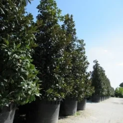 Magnolia (Magnolia Grandiflora 'Gallissoniere') 27 Magnolia (Magnolia Grandiflora 'Gallissoniere') -Aanbiedingen Tuin Ziel Winkel magnolia grandiflora gallisoniere 2