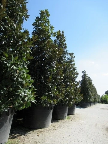 Magnolia (Magnolia Grandiflora 'Gallissoniere') 14 Magnolia (Magnolia Grandiflora 'Gallissoniere') - Afbeelding 14