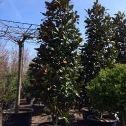 Magnolia (Magnolia Grandiflora 'Gallissoniere') 26 Magnolia (Magnolia Grandiflora 'Gallissoniere') -Aanbiedingen Tuin Ziel Winkel magnolia grandiflora gallisoniere 350 400 450