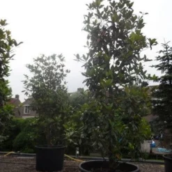 Magnolia (Magnolia Grandiflora 'Gallissoniere') 24 Magnolia (Magnolia Grandiflora 'Gallissoniere') -Aanbiedingen Tuin Ziel Winkel magnolia grandiflora gallisoniere 350 400 450 c1000