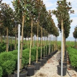 Beverboom (Magnolia Grandiflora 'Gallissoniere') -Aanbiedingen Tuin Ziel Winkel magnolia grandiflora gallisoniere 8 10 2