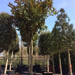 Beverboom (Magnolia Grandiflora 'Gallissoniere') -Aanbiedingen Tuin Ziel Winkel magnolia grandiflora hoogstam solitair