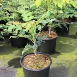 Chinese Mahoniestruik (Mahonia Bealei) -Aanbiedingen Tuin Ziel Winkel mahonia bealei 1