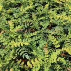 Chinese Mahoniestruik (Mahonia Bealei) -Aanbiedingen Tuin Ziel Winkel mahonia bealei 2