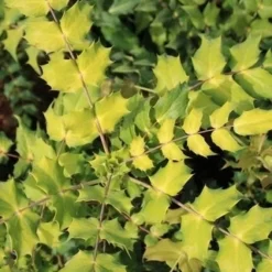 Chinese Mahoniestruik (Mahonia Bealei) -Aanbiedingen Tuin Ziel Winkel mahonia bealei 3