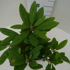 Rhododendron (Rhododendron 'Marcel Menard') -Aanbiedingen Tuin Ziel Winkel marcel mennard c2 boven