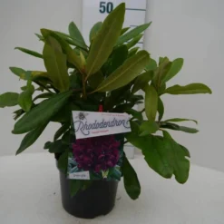 Rhododendron (Rhododendron 'Marcel Menard') -Aanbiedingen Tuin Ziel Winkel marcel mennard c2 voor