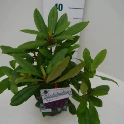 Rhododendron (Rhododendron 'Marcel Menard') -Aanbiedingen Tuin Ziel Winkel marcel mennard c2 zij