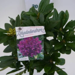 Rhododendron (Rhododendron 'Marcel Menard') -Aanbiedingen Tuin Ziel Winkel marcel mennard c5 boven