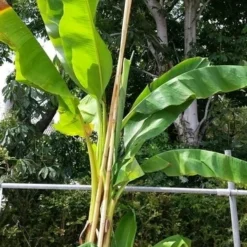 Bananenboom (Musa Basjoo) 6 Bananenboom (Musa Basjoo) -Aanbiedingen Tuin Ziel Winkel musabasjoo02