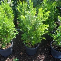 Dwergmirte (Myrtus Communis 'Tarentina') -Aanbiedingen Tuin Ziel Winkel myrtus communis c10