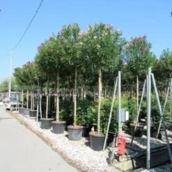 Oleander Als Boom (Nerium Oleander) -Aanbiedingen Tuin Ziel Winkel nerium 1