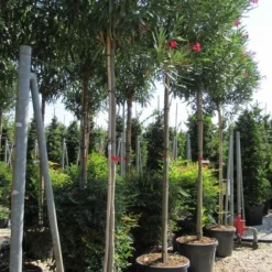 Oleander Als Boom (Nerium Oleander) -Aanbiedingen Tuin Ziel Winkel nerium 10 12 1