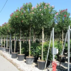 Oleander Als Boom (Nerium Oleander) -Aanbiedingen Tuin Ziel Winkel nerium 10 12 2 1