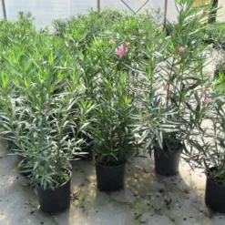Roze Oleander (Nerium Oleander) 11 Roze Oleander (Nerium Oleander) -Aanbiedingen Tuin Ziel Winkel nerium 60 80