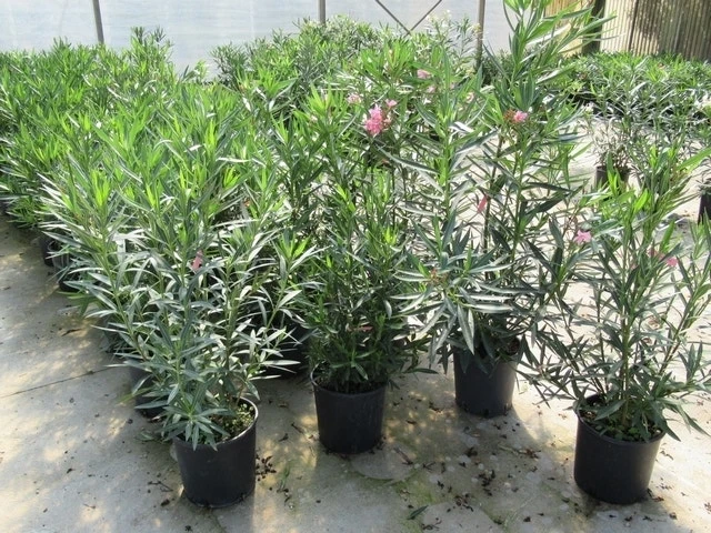 Roze Oleander (Nerium Oleander) 5 Roze Oleander (Nerium Oleander) - Afbeelding 5