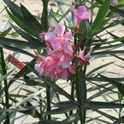 Roze Oleander (Nerium Oleander) 12 Roze Oleander (Nerium Oleander) -Aanbiedingen Tuin Ziel Winkel nerium roze