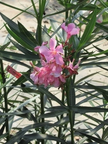 Roze Oleander (Nerium Oleander) 6 Roze Oleander (Nerium Oleander) - Afbeelding 6