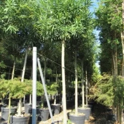 Oleander Als Boom (Nerium Oleander) -Aanbiedingen Tuin Ziel Winkel nerium stam 1