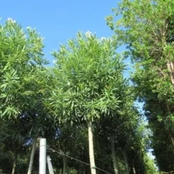 Oleander Als Boom (Nerium Oleander) -Aanbiedingen Tuin Ziel Winkel nerium stam 2 1