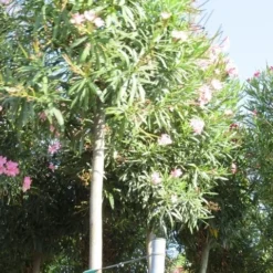Oleander Als Boom (Nerium Oleander) -Aanbiedingen Tuin Ziel Winkel nerium stam 3 1