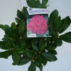 Rhododendron (Rhododendron 'Nova Zembla') -Aanbiedingen Tuin Ziel Winkel nova zembla c5 boven