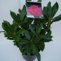 Rhododendron (Rhododendron 'Nova Zembla') -Aanbiedingen Tuin Ziel Winkel nova zembla c5 zij