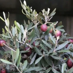Olijf Als Struik (Olea Europaea) 18 Olijf Als Struik (Olea Europaea) -Aanbiedingen Tuin Ziel Winkel olea europaea 1 1
