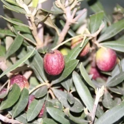 Olijf Als Struik (Olea Europaea) 17 Olijf Als Struik (Olea Europaea) -Aanbiedingen Tuin Ziel Winkel olea europaea 2 1