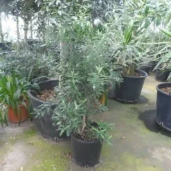 Olijf Als Struik (Olea Europaea) 21 Olijf Als Struik (Olea Europaea) -Aanbiedingen Tuin Ziel Winkel olea europaea struikvorm 80 100 c20