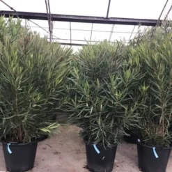 Smalbladige Oleander (Nerium Oleander 'Papa Gambetta') -Aanbiedingen Tuin Ziel Winkel oleanderpapagambetta 1 1