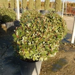 Olijfwilg Als Bol (Elaeagnus Ebbingei 'Compacta') -Aanbiedingen Tuin Ziel Winkel olijfwilg bollen 6070cm 2