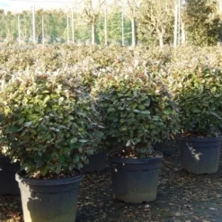 Olijfwilg Als Bol (Elaeagnus Ebbingei 'Compacta') -Aanbiedingen Tuin Ziel Winkel olijfwilg bollen 6070cm 4